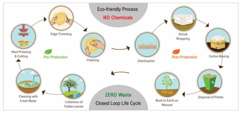 Palm leaf plate Manufacturing Process