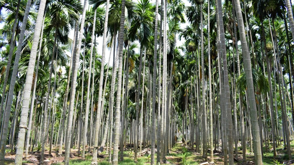 Palm Tree - Leaf Source