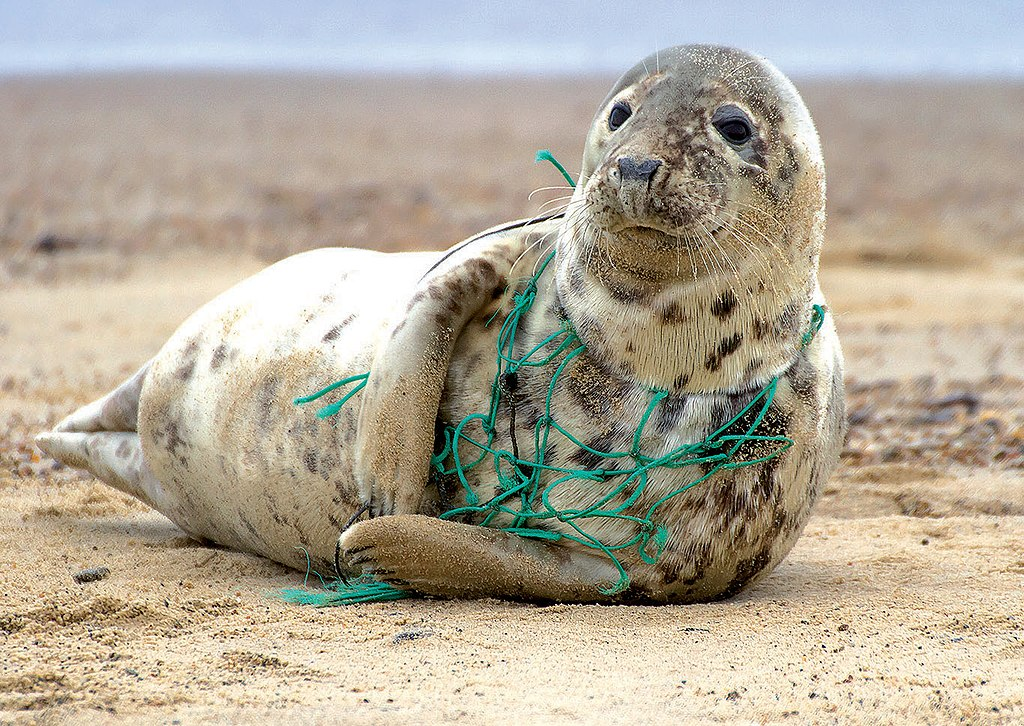 The Environmental Impact of Disposable Plates Why Choose Palm Leaf Tablewares - Palmware